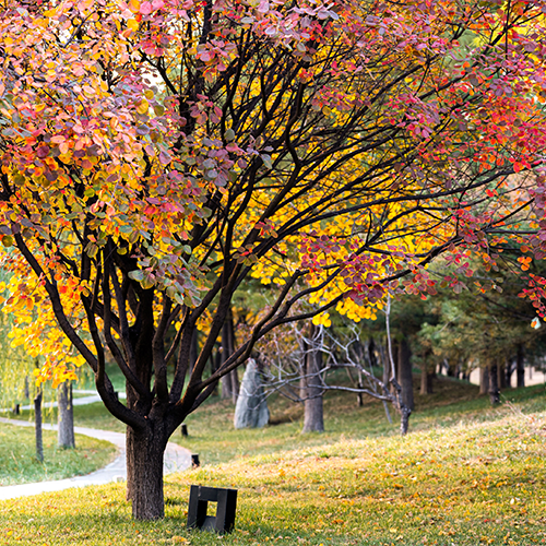 北京理工大学-大學文化