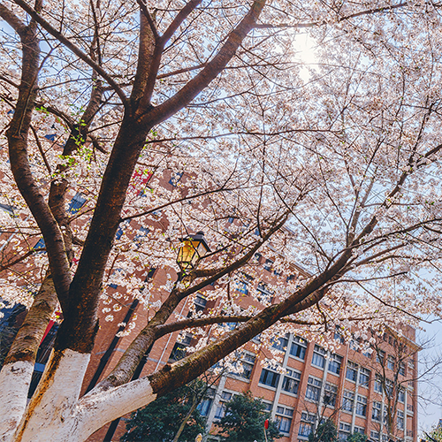 新生入学