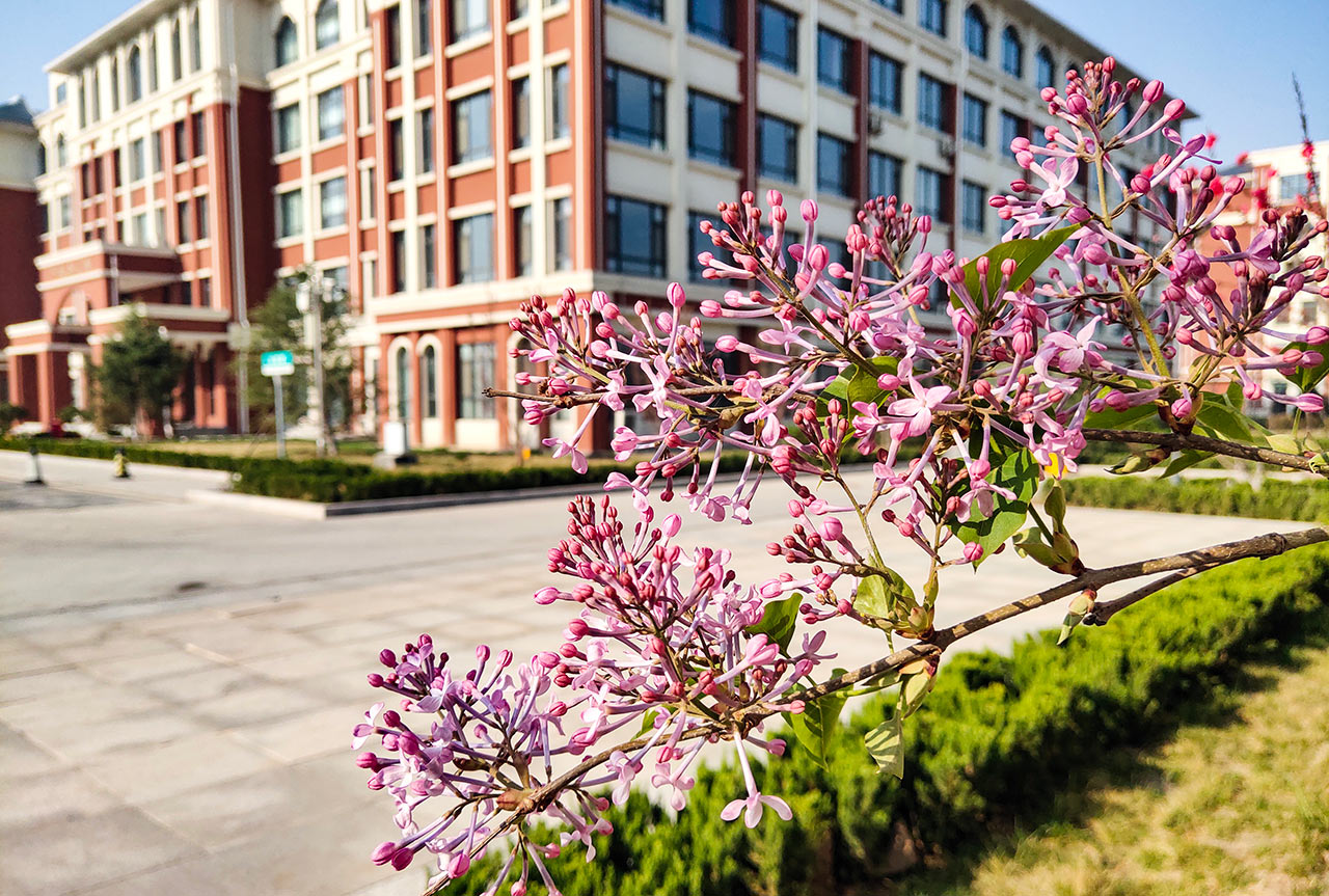 齐鲁医药学院 我的大學