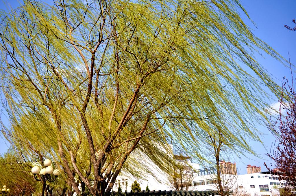 潍坊科技学院 我的大學