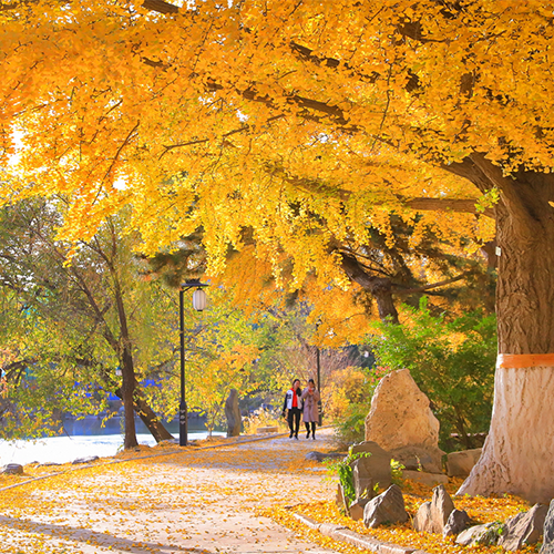 大學简介