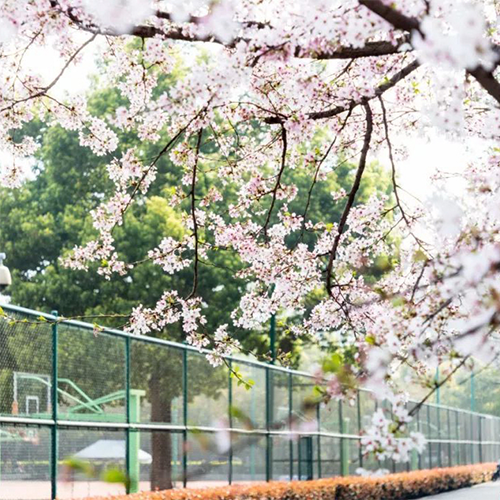 大學简介