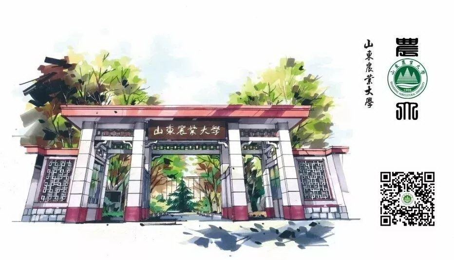 山东农业大学 我的大學