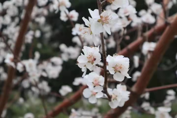烟台大学 早安青春