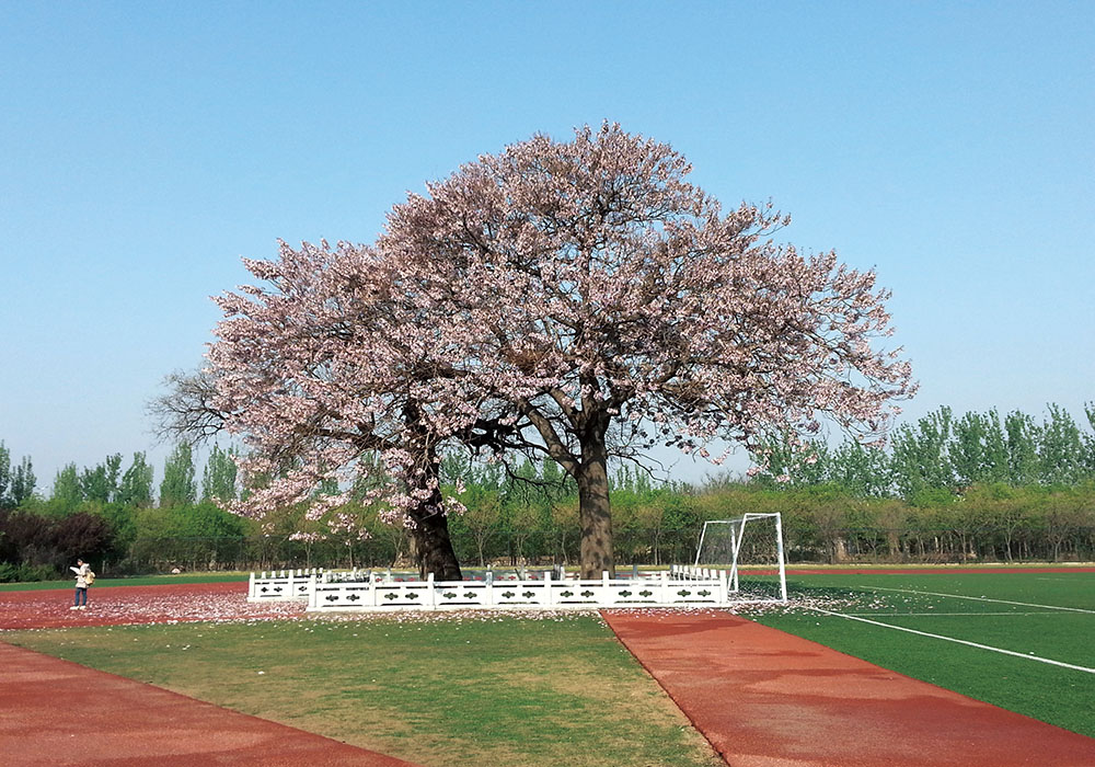 山东女子学院 我的大學