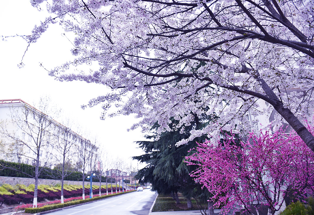青岛黄海学院 - 院校概况