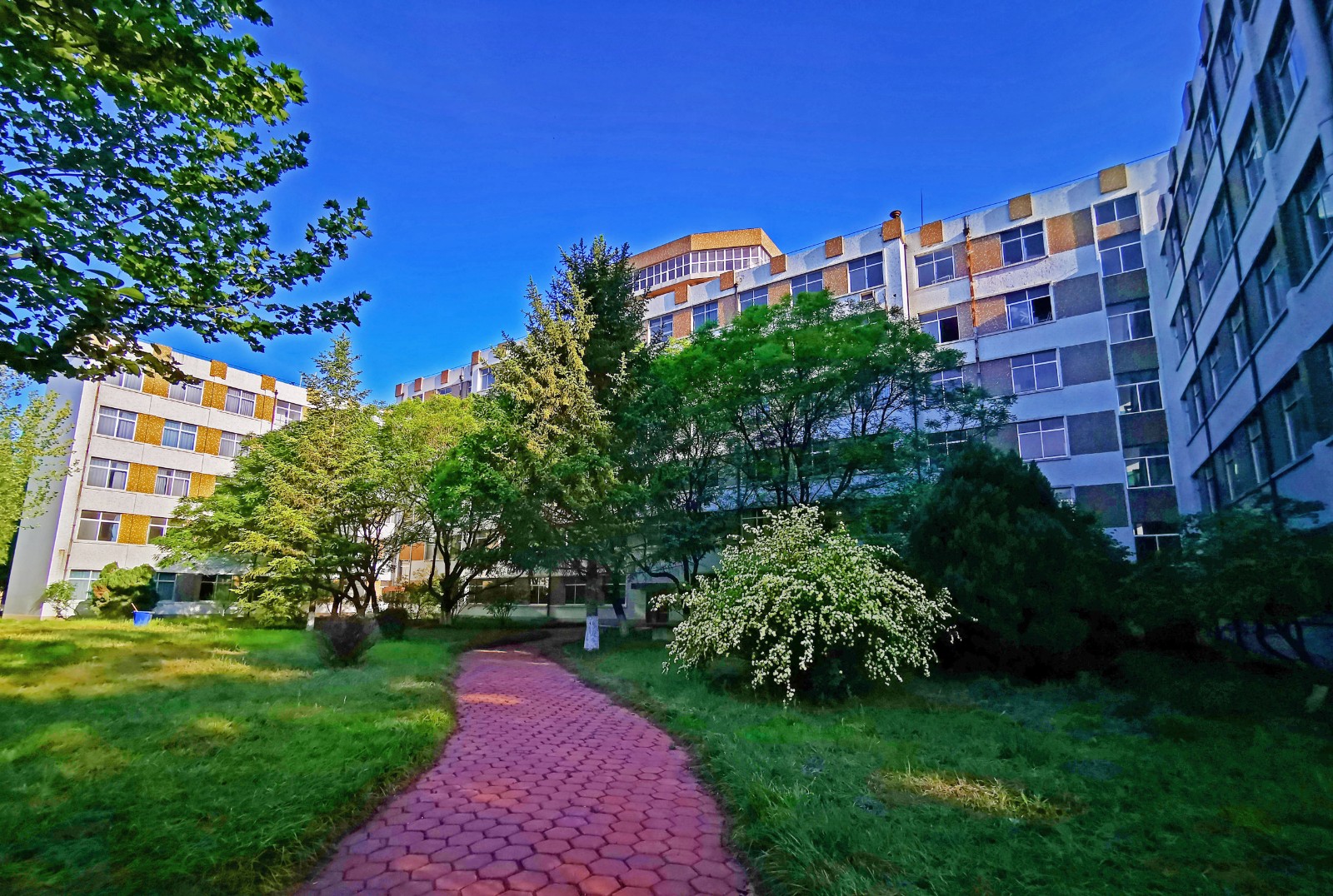 青岛农业大学海都学院 早安青春