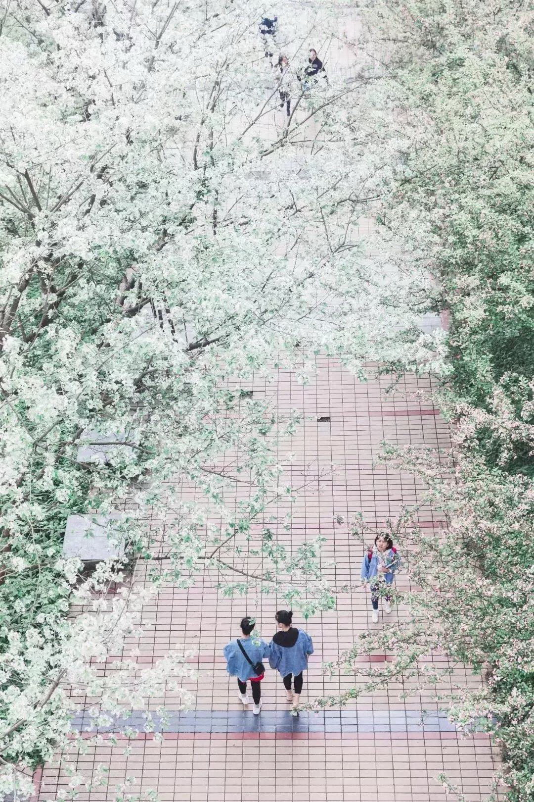 乐山师范学院 早安青春