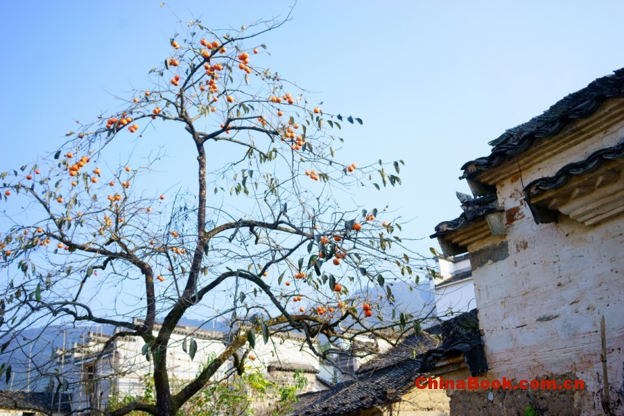 全国联招 · 学测招生 · 两校联招 · 福建高校